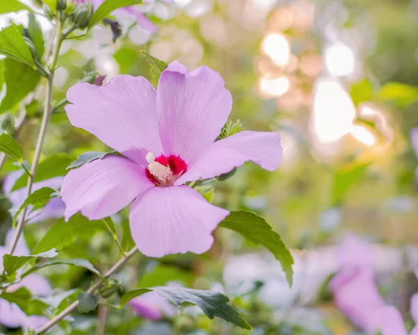 紫色のハイビスカスの花 朝鮮バラ シリアケトミア マシュマロブッシュ ピンクマロー 韓国の国花 — ストック写真