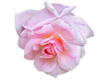 Beyaz arka planda ince gölgeli zarif taç yaprakları olan tek pembe gül.