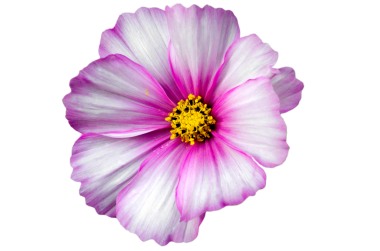 Pembe ve beyaz yapraklı bir çiçeğin yakın görüntüsü parlak bir ışıkta çoklu sarı pudingleri gösteriyor.