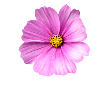 Pembe ve beyaz yapraklı bir çiçeğin yakın görüntüsü parlak bir ışıkta çoklu sarı pudingleri gösteriyor.