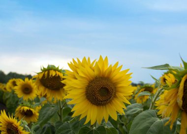 Tam çiçeklenmiş canlı bir ayçiçeği, açık mavi bir gökyüzüne karşı duruyor. Yumuşak odaklı ayçiçeği tarlası, yaz sıcaklığını, doğal güzelliği ve tarım bolluğunu çağrıştırıyor..