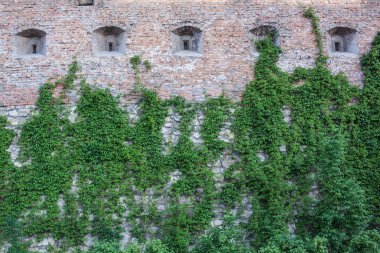 Eski stonecastle Ivy 