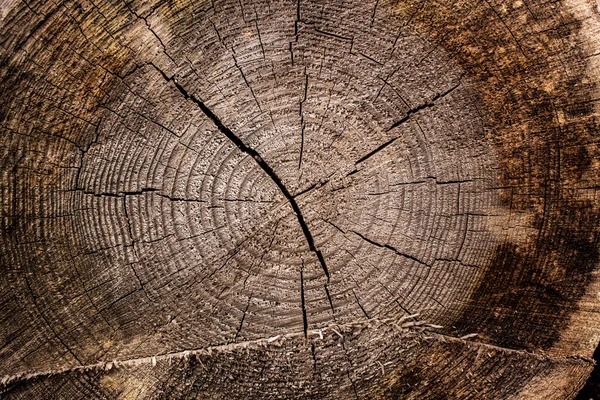 Imagen de fondo madera tronco cortado árbol —  Fotos de Stock