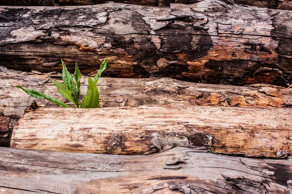 Madeira de pinheiro Logs e grama verde — Fotografia de Stock