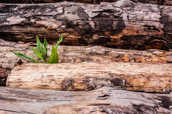 Grumes de pin et herbe verte — Photo