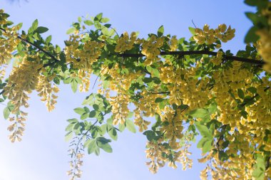 Akasya çiçekler mavi gökyüzü ile kapatmak