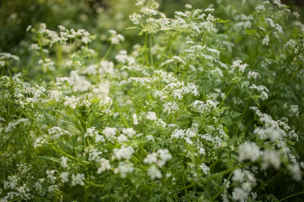 Grüne und weiße Frühlingsblumen in warmem Licht — Stockfoto