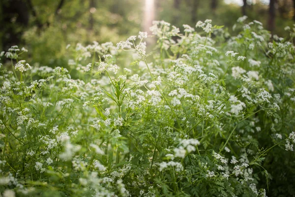 Grüne und weiße Frühlingsblumen Hintergrund — Stockfoto