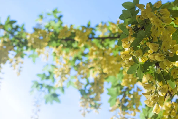 Flores jóvenes de acacia con cielo azul — Foto de Stock