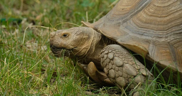 Gros Plan Tortue Mouchetée Africaine Centrochelys Sulcata Sur Herbe Verte — Photo