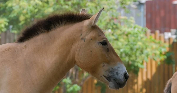 Zbliżenie Konia Przewalskiego — Zdjęcie stockowe