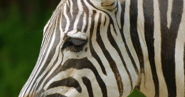 Närbild Porträtt Zebra — Stockfoto
