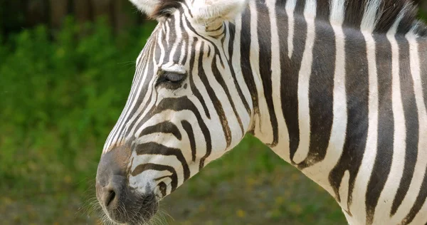 Nahaufnahme Portrait Von Zebra — Stockfoto