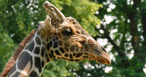 Close Retrato Girafa — Fotografia de Stock