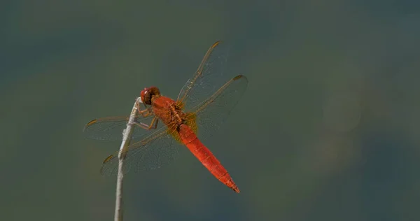 五彩斑斓的蜻蜓巨拍 — 图库照片