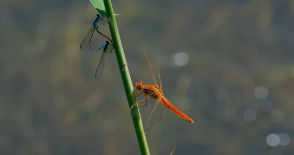 Macro Shot Colorful Dragonfly — Stock Photo, Image