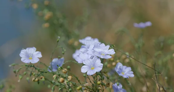 Großaufnahme Von Wildblumen Auf Dem Frühlingsfeld — Stockfoto