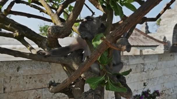 Macaco bocejo Uluwatu — Vídeo de Stock