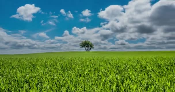 Árbol solitario de pie entre la hierba — Vídeo de stock