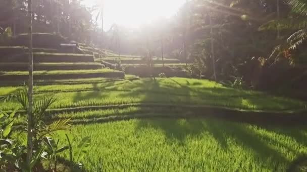 Luftaufnahmen eines Reisfeldes auf Bali — Stockvideo