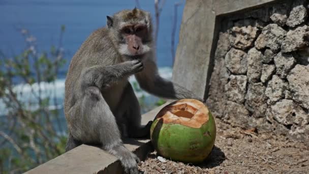 Singe Manger de la noix de coco — Video