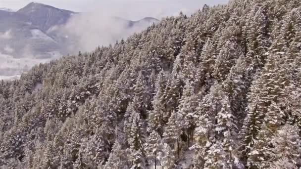 Bäume mit Schnee bedeckt. — Stockvideo