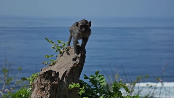 Maymun uçurum ağaçta oturuyor — Stok video