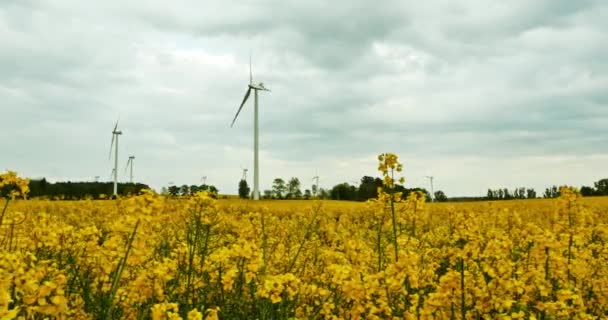 Spinning windmills, surrounded by fields of rape — Stock Video