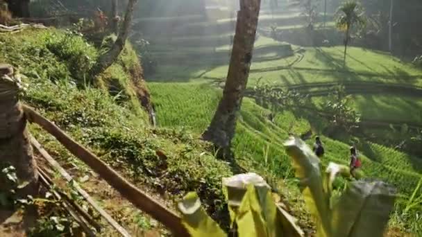 Las niñas van en terrazas de arroz — Vídeo de stock