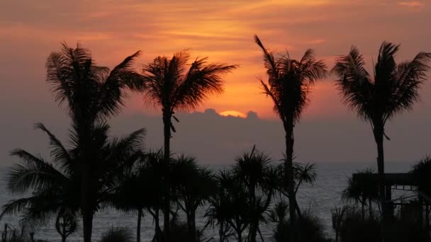 Palmbomen op het strand-zonsondergang — Stockvideo