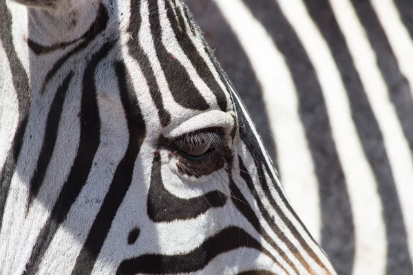Close-up van Zebra oog — Stockfoto