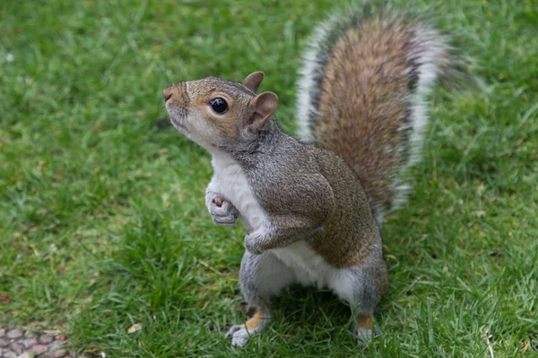 Esquilo cinzento curioso — Fotografia de Stock