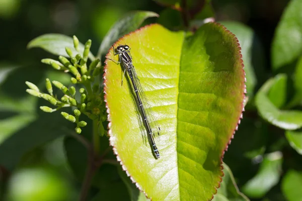 Dragonfly on leaf — Stock Photo, Image