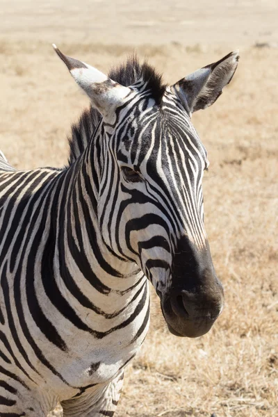 Zebra in ngorongoro krater — Stockfoto