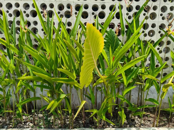 Beyaz Geometrik Duvarın Önünde Yeşil Yeşillik