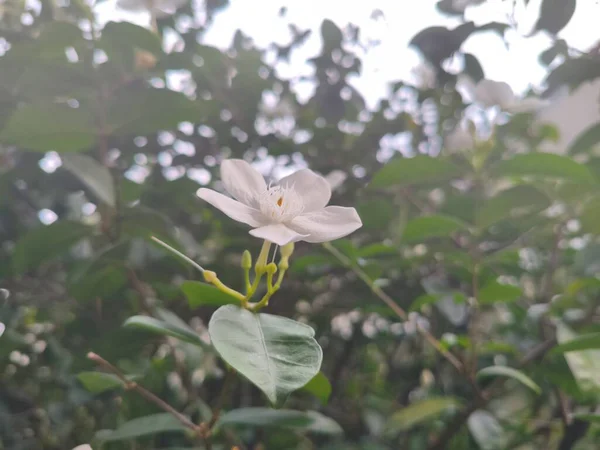 Arap yasemin sambası sambası manzaralı güzel beyaz bir çiçek. Bulanık arkaplan