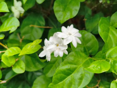 Kokulu Beyaz Yasemin Çiçekleri ve Yeşil Yapraklar