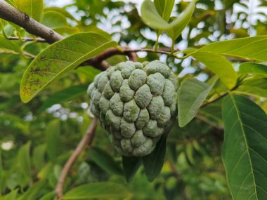 Taze elma şekeri ya da dalda yetişen elma kreması olarak da bilinir.