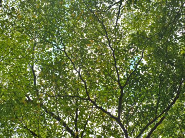 Ormandaki yeşil yaprakların arasından geçen ışığın doğal arka planı