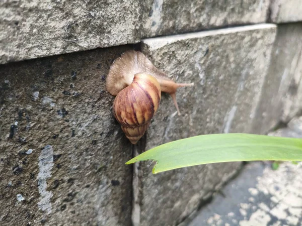 Beton duvarda sürünen salyangoz