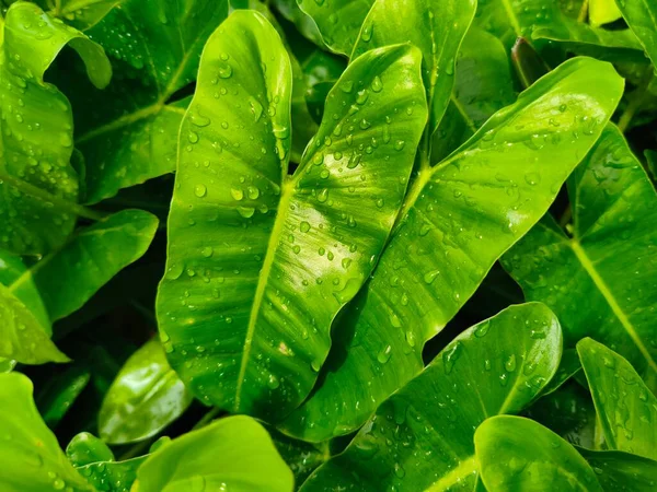 Ocağa yağmur damlaları düşer. Kocaman yapraklar.