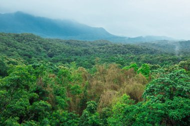 Puslu dağların arka planına sahip yeşil, kalın yağmur ormanı