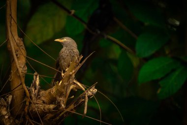 Hint alt kıtasında bulunan Leiothrichidae familyasının bir üyesi olan orman gevezesi (Argya striata). Altı ila on kuşluk küçük gruplar halinde avlanan dost canlısı kuşlardır. Popüler isimleri Yedi Kız Kardeş 'tir.