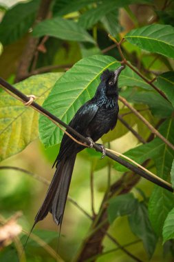 Daha büyük raket kuyruklu drongo, dış kuyruk tüylerini uzatarak sadece uçlarına kadar uzanan orta büyüklükte bir Asya kuşudur. Dicruridae familyasından diğer drongolarla birlikte yerleştirilmişlerdir.