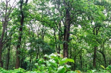 Tik ağacı parambikulam Ulusal Park Kerala Hindistan