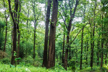 Tik ağacı parambikulam Ulusal Park Kerala Hindistan