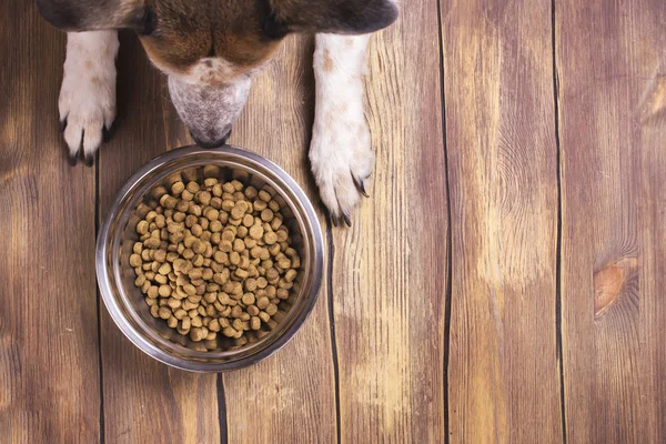 Dog and bowl of dry kibble food — Stock Photo, Image