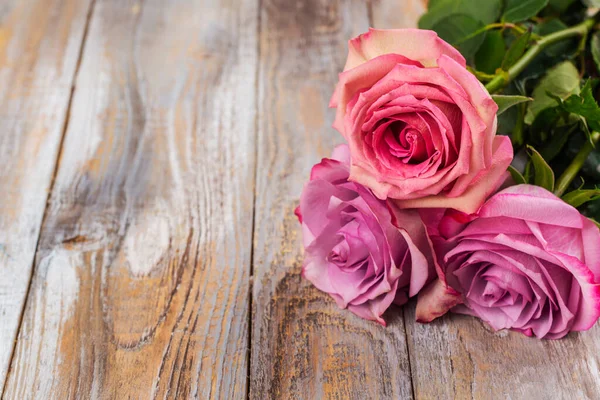 Ροζ τριαντάφυλλα φόντο. — Φωτογραφία Αρχείου
