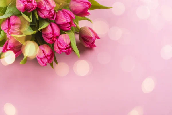 Růžové tulipány na růžovém pozadí — Stock fotografie