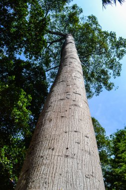 Sri Lanka'da seyahat. Büyük ağaç
